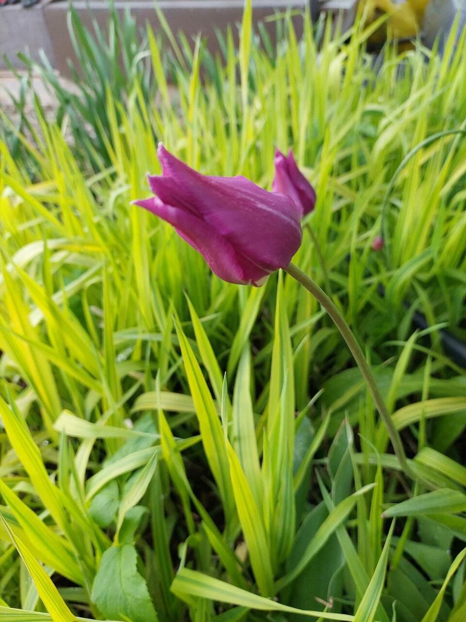 Päideroog (Phalaris arundinacea) 